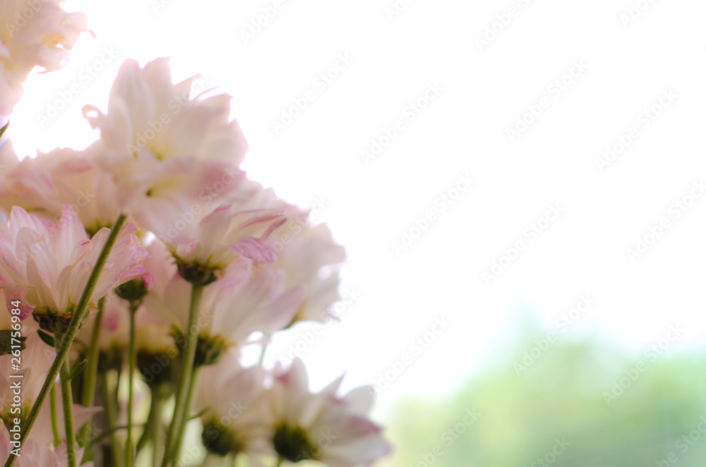 flower blossoms over blurred nature background.