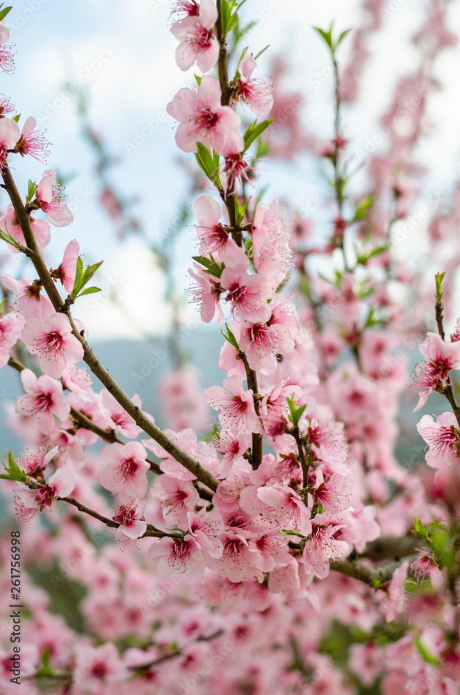 A peach tree in bloom