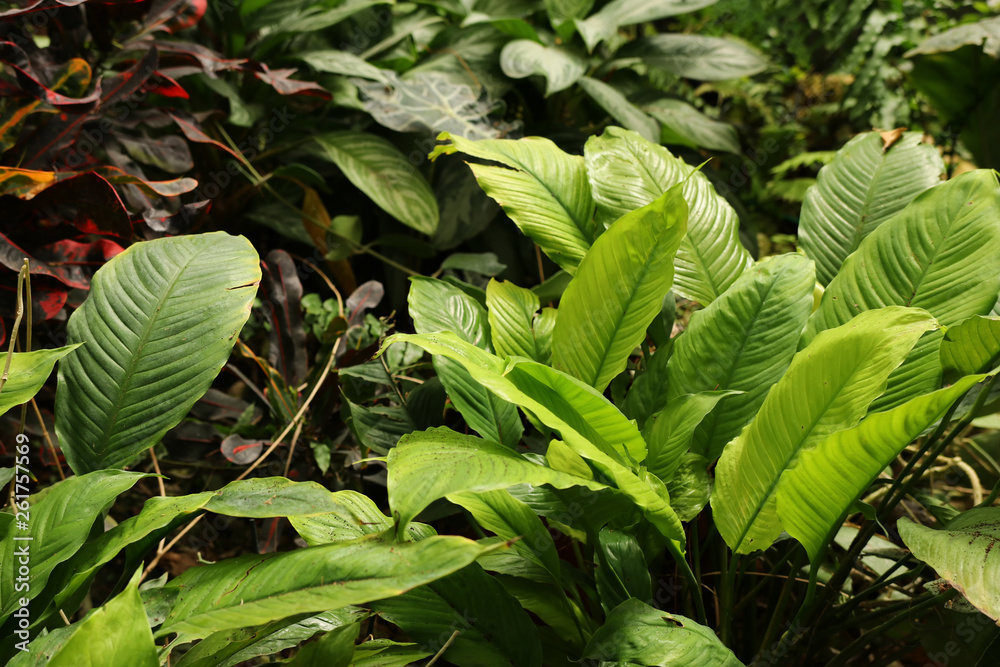tropical leaf texture, foliage nature green background. tropical leaf texture, foliage nature green background.