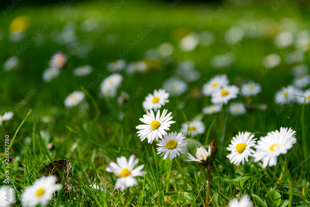 Fototapeta premium Nature,flowers,environment,parks and spring concept: White wild daisies on a spring green meadow.