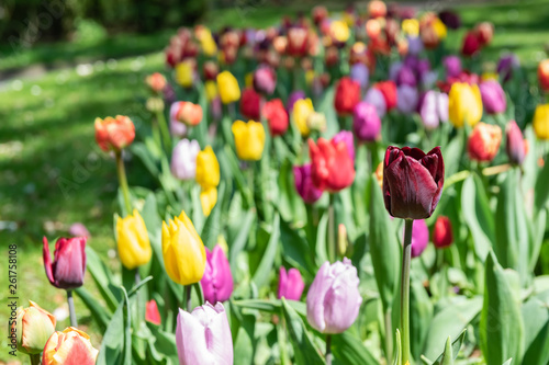  Blooming flowers of colorful tulips on a park spring meadow.