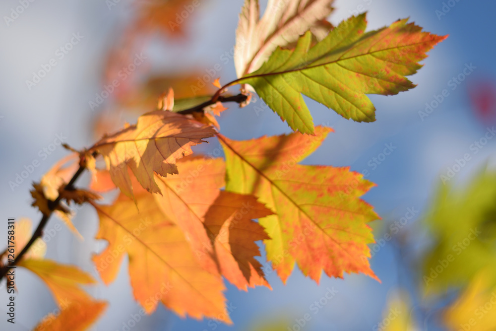 Autumn colors closeup Autumn colors closeup