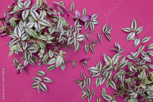 beautiful design background of two wandering jew plants photo