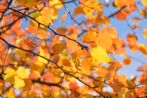 Autumn colors closeup