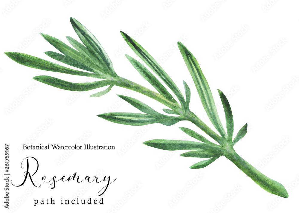 Greek fresh Rosemary