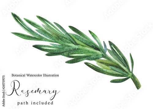 Greek fresh Rosemary photo