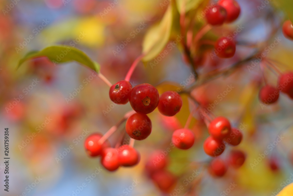 Autumn colors closeup Autumn colors closeup