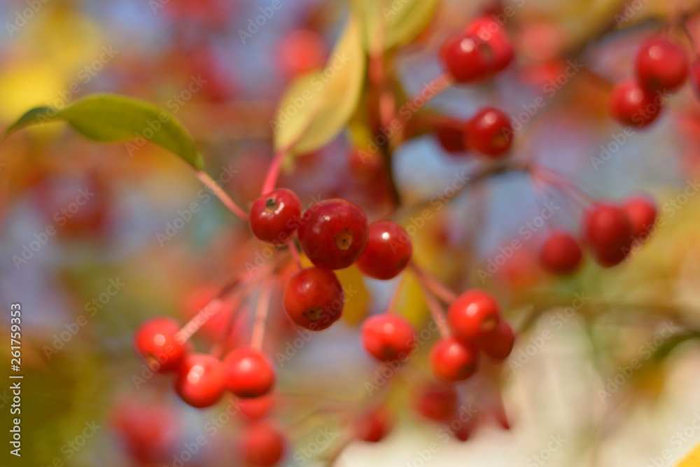 Autumn colors closeup Autumn colors closeup