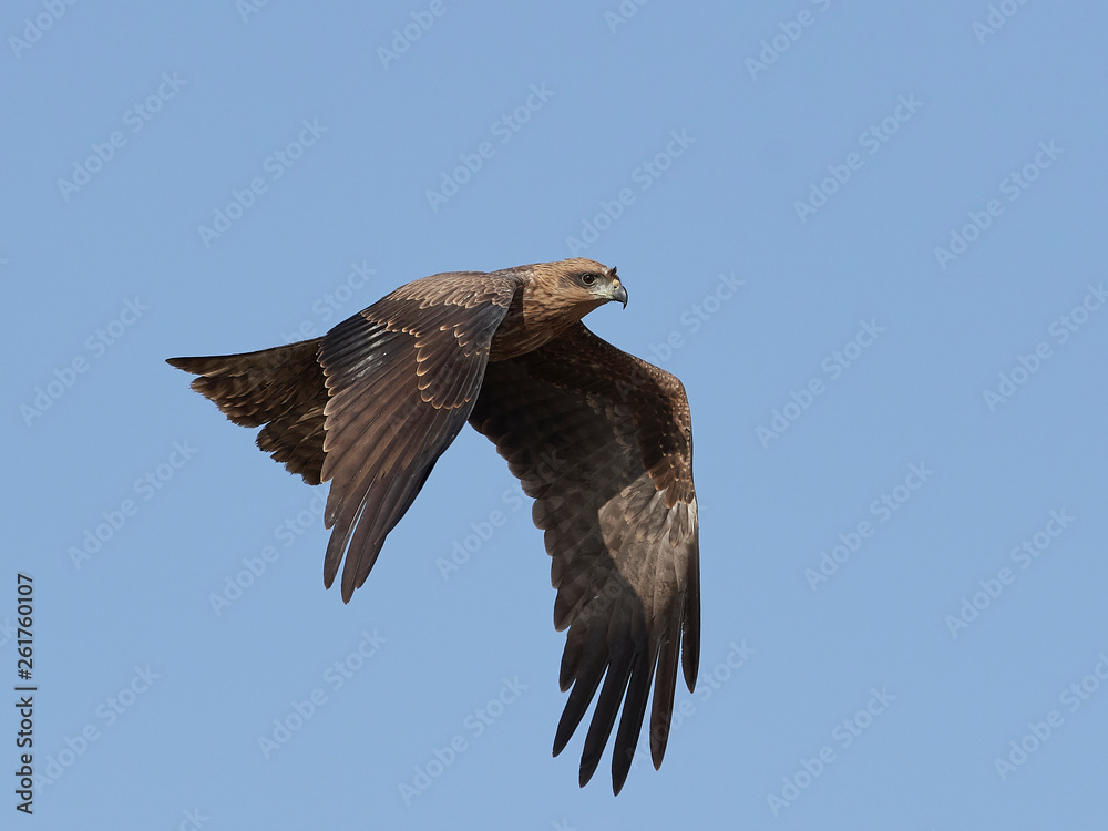Obraz premium Black kite (Milvus migrans)