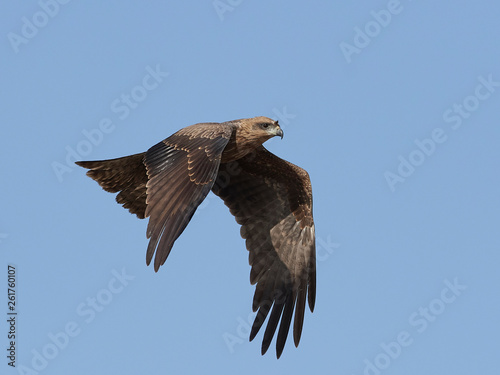Black kite (Milvus migrans) © dennisjacobsen