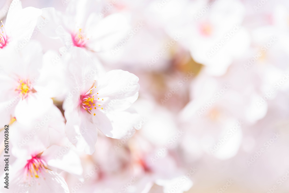 Closed up on light pink cheery blossom, sakura lit by sunlight in Osaka Japan Closed up on light pink cheery blossom, sakura lit by sunlight in Osaka Japan