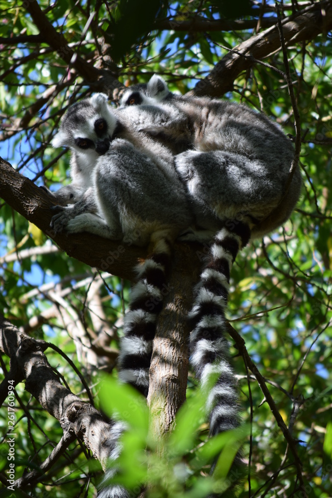 Obraz premium Lemur couple