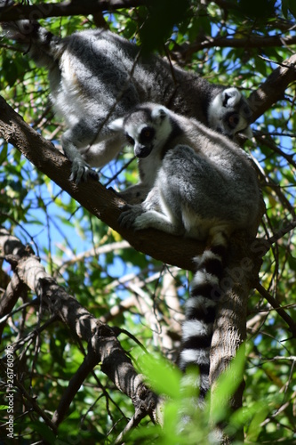 Lemur couple