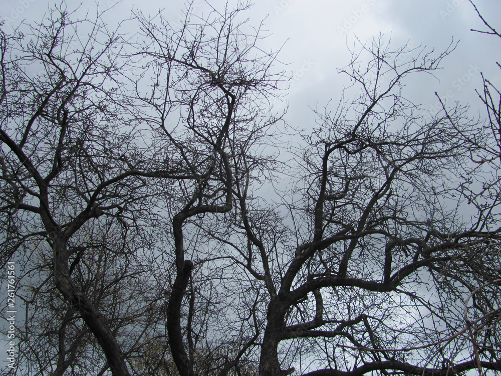 Bare tree branches on a gray clouds background Bare tree branches on a gray clouds background