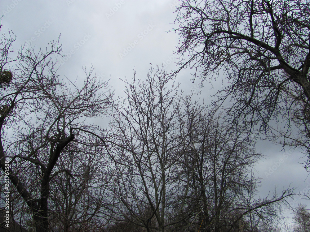 Bare tree branches on a gray clouds background Bare tree branches on a gray clouds background