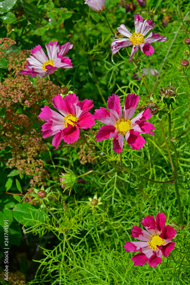Close up of Cosmos 'Sea Shells' in a flower border Close up of Cosmos 'Sea Shells' in a flower border