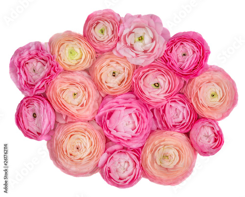 Spring flowers. Pink ranunculus flowers isolated on a white background. Beautiful buttercup Bouquet