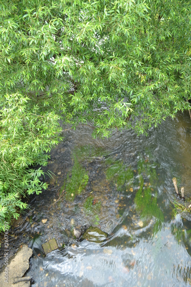 Obraz premium stream in the forest