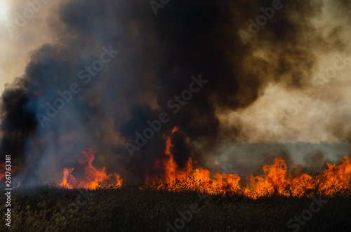Strong fire and smoke, grass and reeds in flames.Black smoke.