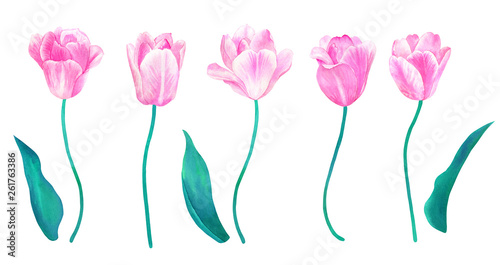 Set of pink tulips with stems and leaves. Elements for design in pastel colors. Hand drawn watercolor illustration. Isolated on white background.