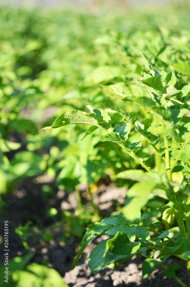 Young potato plant growing on the soil.Potato bush in the garden. Healthy young potato plant in organic garden. Young potato plant growing on the soil.Potato bush in the garden. Healthy young potato plant in organic garden.