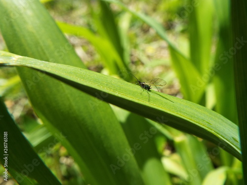 アブラムシ aphid © present4_u