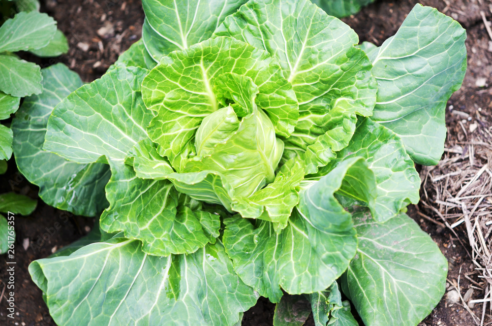.Closeup top view of fresh green cabbage. Organic cabbage vegetable food in field garden, cabbage in the garden. .Closeup top view of fresh green cabbage. Organic cabbage vegetable food in field garden, cabbage in the garden.