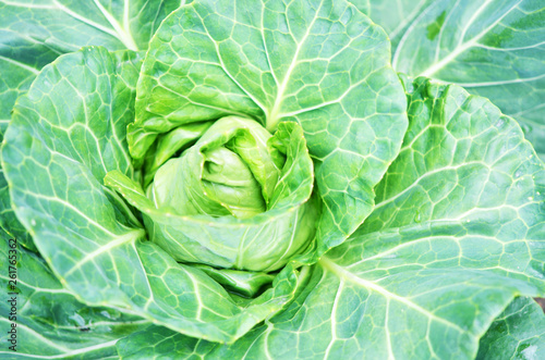 .Closeup top view of fresh green cabbage. Organic cabbage vegetable food in field garden, cabbage in the garden.