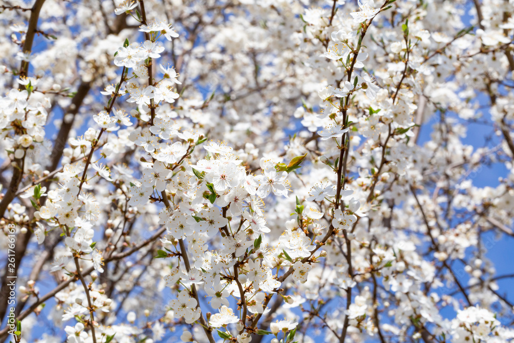 Cherry tree flowers, spring background