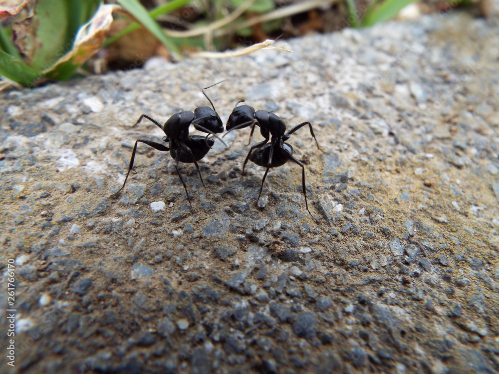 アリ ants