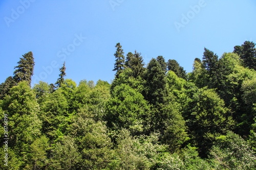 Panorama tourism in the summer. Blue sky and trees. Forest area of the natural park. Background image