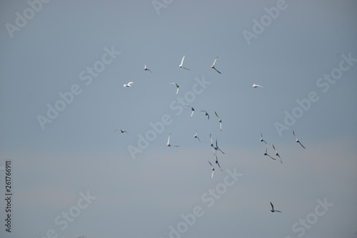 Flying pigeons in the blue sky © CarloEmanuele