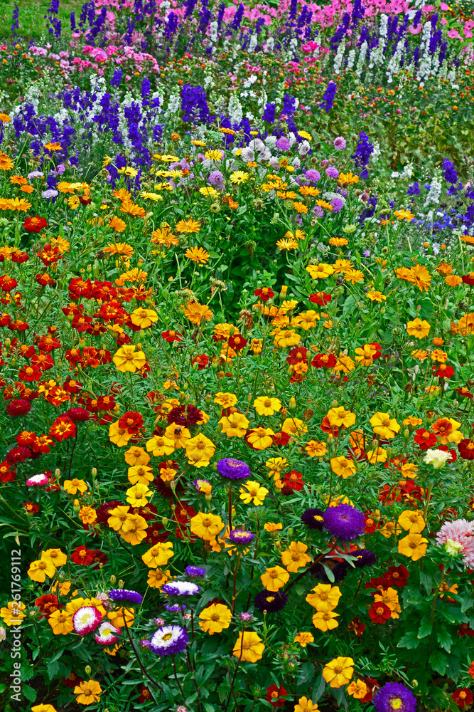Colourful flower meadow with mixed planting making an attrctive display of Delphiniums, Larkspur, Calendula and marigolds