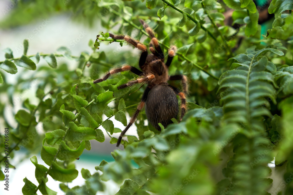 spider tarantula sitting on the grass