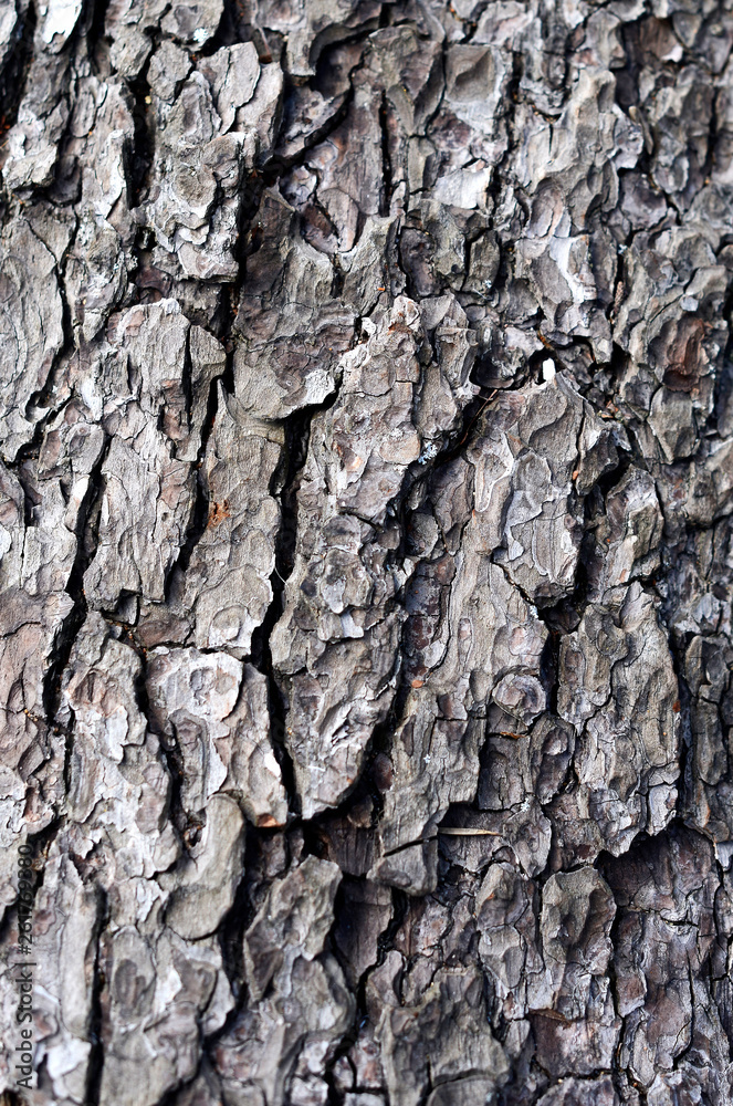 Obraz premium Tree bark
