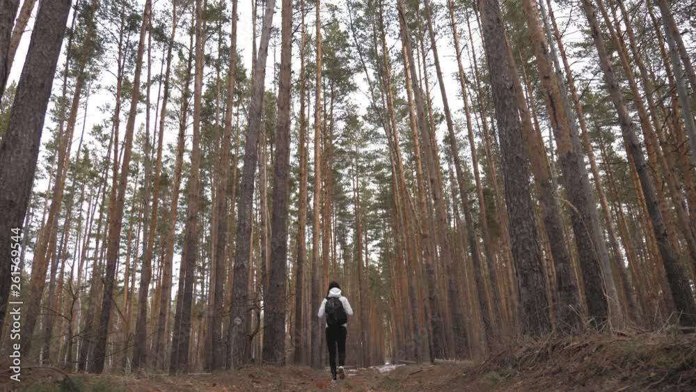 Hiker girl with backpack walking in a pine forest, rear view. Active lifestyle and adventure in wildlife nature. Hiker girl with backpack walking in a pine forest, rear view. Active lifestyle and adventure in wildlife nature.