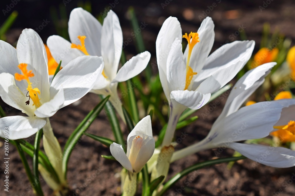 The first spring flowers.Beautiful crocuses. The first spring flowers.Beautiful crocuses.