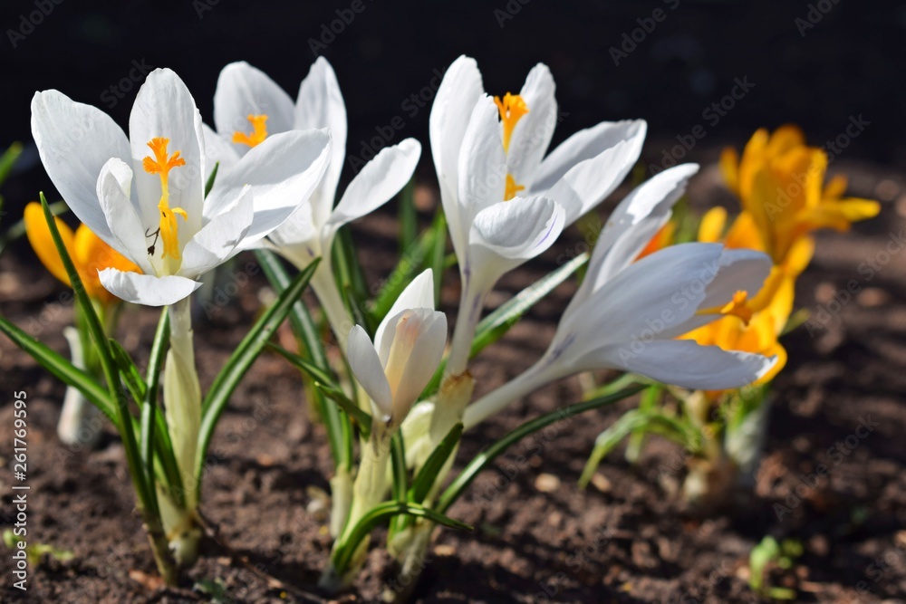 The first spring flowers.Beautiful crocuses. The first spring flowers.Beautiful crocuses.