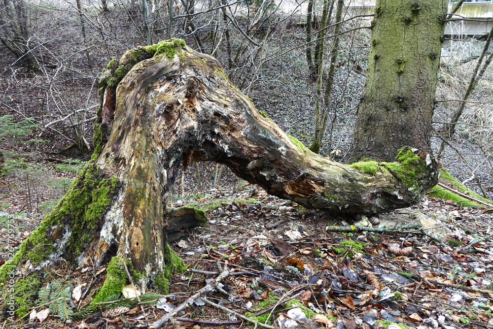 Obraz premium Baumwurzel