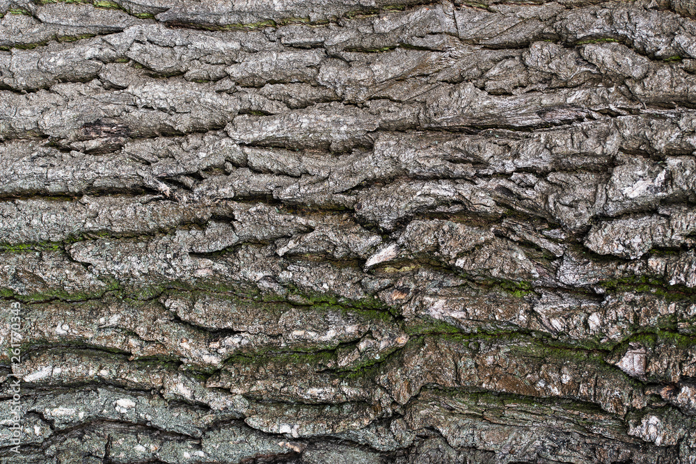 Oak old with green moss bark close-up Oak old with green moss bark close-up