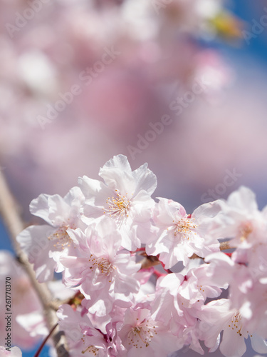 Fototapeta Naklejka Na Ścianę i Meble -  青空と桜の花