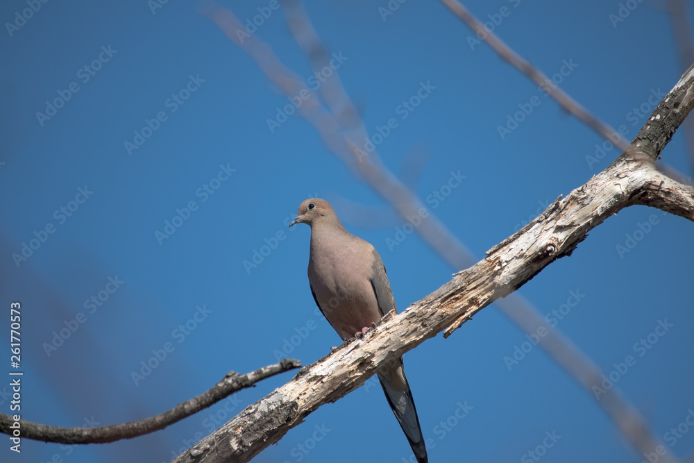 Mourning Dove Mourning Dove