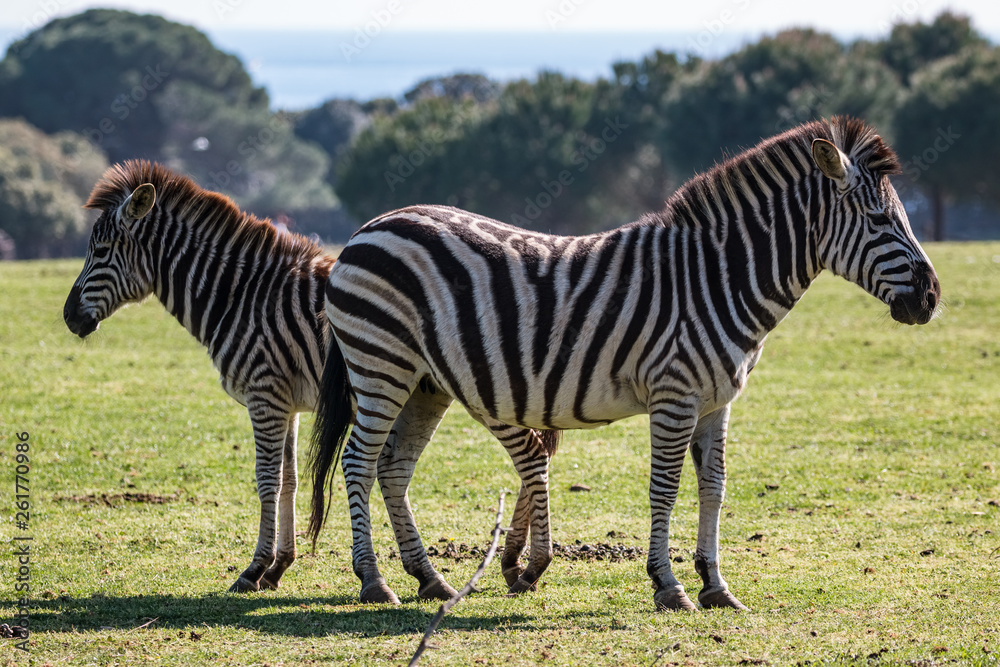 A pair of zebras on the pasture A pair of zebras on the pasture