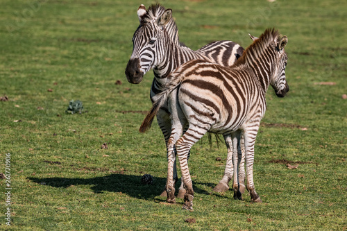 Female zebra with his young
