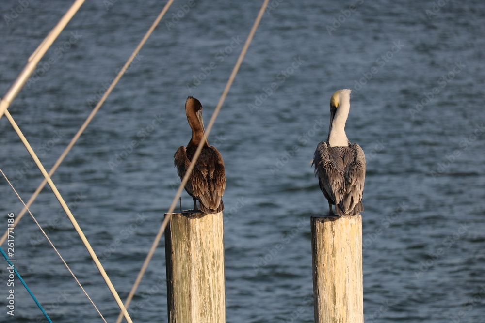 pelicans on pier