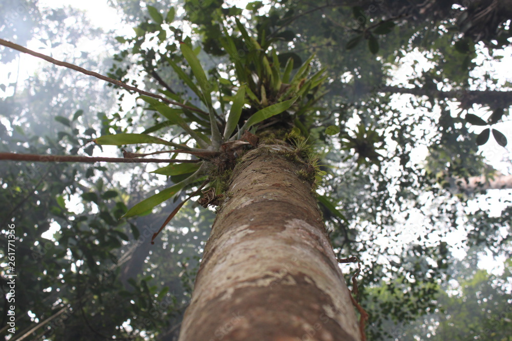 Fototapeta premium Jungle tree