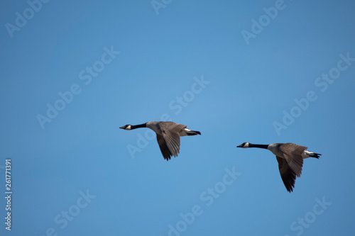 Canada Geese Flying