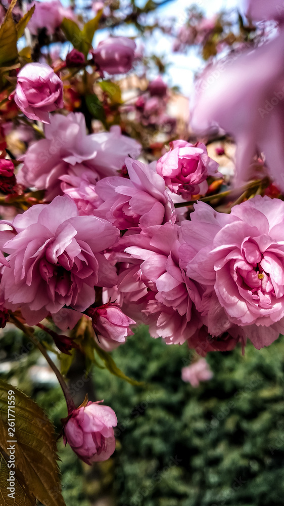 Blooming garden, which pleases the soul. Blooming garden, which pleases the soul.