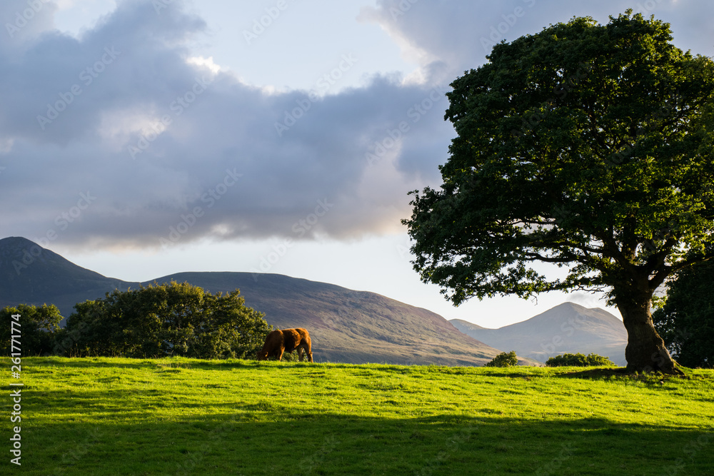 Obraz premium the lonely cow