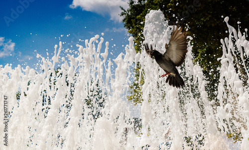 City pigeons by the side of  fountain photo